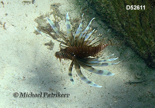 Red Lionfish (Pterois volitans)